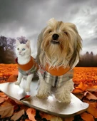 Stripe Orange Su itici Kedi Yağmurluğu - 4