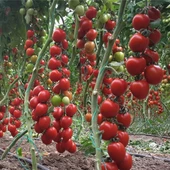 5 Adet Çok Verimli Salkım Domates Fidesi - 1