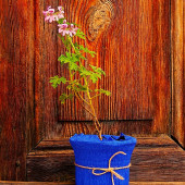EGET Itır (Pelargonium graveolens) - 1