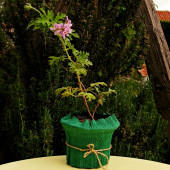 EGET Itır (Pelargonium graveolens) - 2