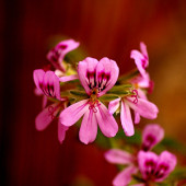 EGET Itır (Pelargonium graveolens) - 3