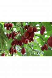 Tamarillo ( Ağaç Domatesi ) 1 yaş - 3