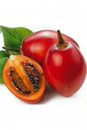 Tamarillo ( Ağaç Domatesi ) 1 yaş - 1
