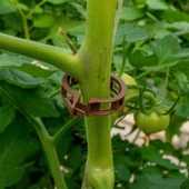 100 Adet Kahverenk Domates Klipsi Bitki Klipsi, Sarmaşık Klipsi - 2