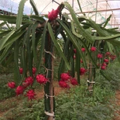 6 Adet Köklü Pitaya Fidesi Seti (Açık Kök) thumbnail 1