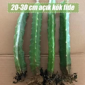 6 Adet Köklü Pitaya Fidesi Seti (Açık Kök) thumbnail 3