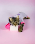 Sweet Bunnyy Kulaklı Kedi Tulumu, Kedi Kıyafeti thumbnail 7