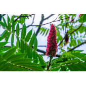 Sumak Tohumu - 1