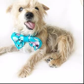 KEDİ VE KÖPEKLER İÇİN PAPYON MAVİ KELEBEKLİ by Kemique - 4