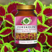 Forskolin Toz Ekstresi Coleus forskohlii100 gr. Cam Kavanoz - 2