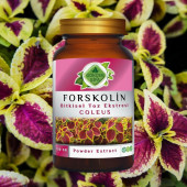 Forskolin Toz Ekstresi Coleus forskohlii100 gr. Cam Kavanoz - 4