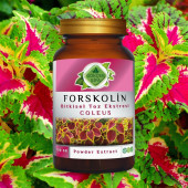 Forskolin Toz Ekstresi Coleus forskohlii100 gr. Cam Kavanoz - 8