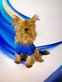 Superman Köpek Tişört Köpek Kıyafeti - 3