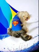 Superman Köpek Tişört Köpek Kıyafeti - 1