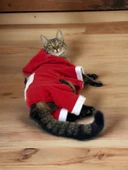 Kırmızı Sevimli Fare Kapşonlu Duo Kedi Tulumu - 2