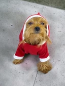 Kırmızı Sevimli Fare Duo Kapşonlu Köpek Tulumu - 3