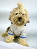 Blue Line Kapşonlu Sweatshirt Köpek Kıyafeti Köpek Elbisesi - 2