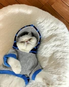 Blue Line Sweatshirt Kapşonlu Kedi Kıyafeti Kedi Sweatshirt - 7