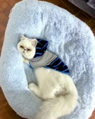 Blue Line Sweatshirt Kapşonlu Kedi Kıyafeti Kedi Sweatshirt - 6