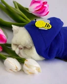 Navy Bee Kedi Tulumu Kedi Kıyafeti - 2