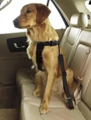 TİNEKE Evcil Hayvan Araç Emniyet Kemeri Kedi Köpek Araba Oto Tasması Oto Aksesuarları SİYAH - 1