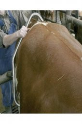 Hayvan-Sığır Tekme Önleyici Tekme Savar Tekmelik 2 Adet - 3