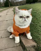 Pro Orange Duo Polar Kapşonlu Kedi Tulumu Kıyafeti - 6
