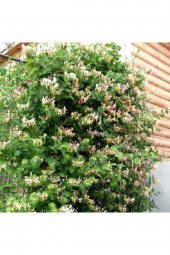 SAKSIDA SARMAŞIK KOKULU HANIMELİ ÇİÇEĞİ 120-150 CM - 1