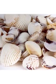 Deniz Kabuğu 200gr Karışık Deniz Kabukları Dekoratif Vazo Akvaryum Süsleme Teraryum Deniz Kabukları - 1