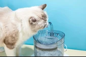 Dailytech Otomatik Pet Kedi Köpek Su Pınarı Çeşmesi Şelalesi Sebil - 3