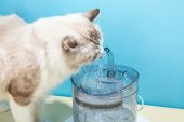 Dailytech Otomatik Pet Kedi Köpek Su Pınarı Çeşmesi Şelalesi Sebil - 9