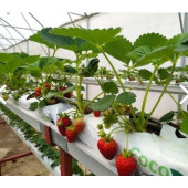 HİNDİSTAN CEVİZİ KABUĞU (COCOPEAT) - 2