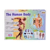 Asya Oyuncak Vücudumu Öğreniyorum Seti 00926 3302 thumbnail 1