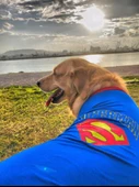 Superman Tişört Büyük Irk Köpekler İçin - 5