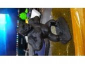 Jeff Koons Gorilla Dekoratif Biblo Organik Plastikten Oyuncak - 1