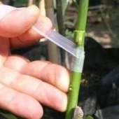 Kmtmak Aşı Bandı Meyve Fide Aşı Bandı 250 gr thumbnail 4