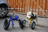 Köpek Tekerlekli Sandalye İki Bacaklı Köpekler İçin Geliştirilmiş (Ön Bacaklar) Plastik Aparat - 1