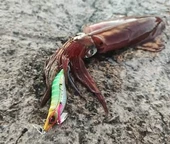 Savage Gear Squid Beat Egi 10g Kalamar Zokası Suni Yem - 5