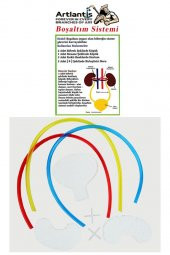 Boşaltım Sistemi Modeli 8 Parça 1 Paket Okul Sınıf Deney Seti Böbrek Boşaltım Sistem Deney Malzemesi - 1