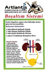 Boşaltım Sistemi Modeli 8 Parça 1 Paket Okul Sınıf Deney Seti Böbrek Boşaltım Sistem Deney Malzemesi - 2