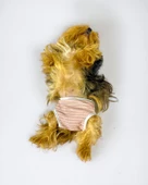 Pink Shine Kemique's Secret Köpek İç Çamaşırı Regl Külot Don - 3