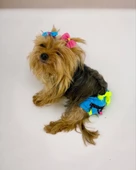 Blue Tufty Kemique's Secret Köpek İç Çamaşırı Regl Külot Don - 1