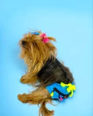 Blue Tufty Kemique's Secret Köpek İç Çamaşırı Regl Külot Don - 2