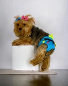 Blue Tufty Kemique's Secret Köpek İç Çamaşırı Regl Külot Don - 3