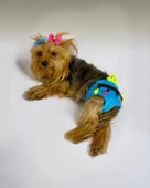 Blue Tufty Kemique's Secret Köpek İç Çamaşırı Regl Külot Don - 5