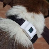 Köpek Tasması İçin Fitbit Zip Kutusu Plastik Aparat - 1