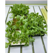 TOHUM ÇİMLENDİRME SÜNGERİ 4 ADET - 1