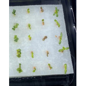 TOHUM ÇİMLENDİRME SÜNGERİ 4 ADET - 2