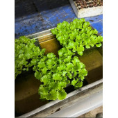 TOHUM ÇİMLENDİRME SÜNGERİ 4 ADET - 5