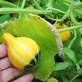 Karışık Süs Kabağı Tohumu 1 Paket (10 Adet) thumbnail 2